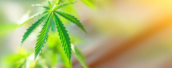 CBD